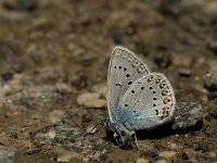 Polyommatus amandus 32, Wikkeblauwtje, male, Saxifraga-Jan van der Straaten