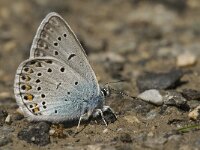 Polyommatus amandus 34, Wikkeblauwtje, male, Saxifraga-Jan van der Straaten