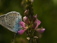 Polyommatus amandus 38, Wikkeblauwtje, male, Saxifraga-Jan van der Straaten