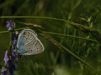 Polyommatus amandus 39, Wikkeblauwtje, male, Saxifraga-Jan van der Straaten
