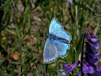 Polyommatus amandus 41, Wikkeblauwtje, male, Saxifraga-Kars Veling