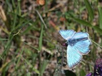 Polyommatus amandus 42, Wikkeblauwtje, male, Saxifraga-Kars Veling