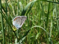 Polyommatus amandus 43, Wikkeblauwtje, Saxifraga-Hans Dekker