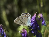 Polyommatus amandus 5, Wikkeblauwtje, female, Saxifraga-Marijke Verhagen