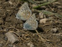 Polyommatus bellargus 15, Adonisblauwtje, display, Saxifraga-Jan van der Straaten