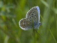 Polyommatus bellargus 17, Adonisblauwtje, male, Saxifraga-Jan van der Straaten