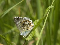 Polyommatus bellargus 18, Adonisblauwtje, male, Saxifraga-Marijke Verhagen