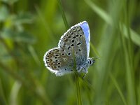 Polyommatus bellargus 24, Adonisblauwtje, male, Saxifraga-Jan van der Straaten