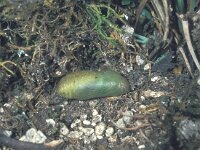 Polyommatus bellargus 30, Adonisblauwtje, pupa, Saxifraga-Frits Bink