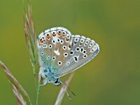 Polyommatus bellargus 31, Adonisblauwtje, Vlinderstichting-Albert Vliegenthart