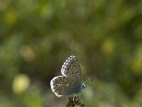 Polyommatus bellargus 32, Adonisblauwtje, Vlinderstichting-Henk Bosma
