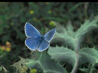 Polyommatus bellargus 45, Adonisblauwtje, Vlinderstichting-Kars Veling
