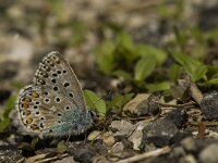 Polyommatus bellargus 53, Adonisblauwtje, male, Saxifraga-Jan van der Straaten