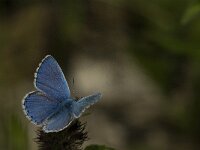 Polyommatus bellargus 55, Adonisblauwtje, Saxifraga-Jan van der Straaten