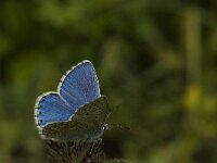 Polyommatus bellargus 58, Adonisblauwtje, Saxifraga-Jan van der Straaten