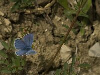 Polyommatus bellargus 59, Adonisblauwtje, Saxifraga-Jan van der Straaten