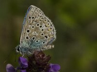 Polyommatus bellargus 61, Adonisblauwtje, Saxifraga-Jan van der Straaten