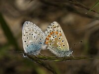Polyommatus bellargus 75, Adonisblauwtje, Saxifraga-Marijke Verhagen