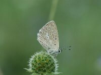 Polyommatus daphnis 11, Getand blauwtje, Vlinderstichting-Jaap Bouwman : hongarije 2