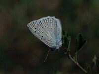 Polyommatus daphnis 13, Getand blauwtje, male, Saxifraga-Arthur van Dijk