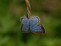 Polyommatus daphnis 15, Getand blauwtje, female, Saxifraga-Arthur van Dijk