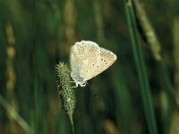 Polyommatus daphnis 7, Getand blauwtje, Vlinderstichting-Kars Veling
