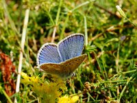 LOVCEN NAT.PARK. OMGEVING MAUSOLEUM. P.DORYLAS.MANNETJE.