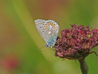 Polyommatus eroides 2, Bremblauwtje, Vlinderstichting-Albert Vliegenthart