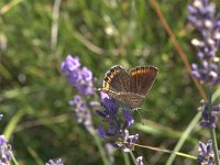 Polyommatus escheri 1, Groot tragantblauwtje, Vlinderstichting-Kars Veling