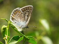 Polyommatus escheri 8, Groot tragantblauwtje, Vlinderstichting-Chris van Swaay  Polyommatus esheri