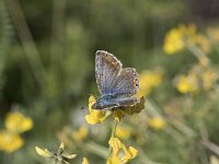 Polyommatus icarus 10, Icarusblauwtje, Saxifraga-Willem van Kruijsbergen