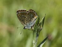 Polyommatus icarus 104, Icarusblauwtje, Saxifraga-Willem van Kruijsbergen