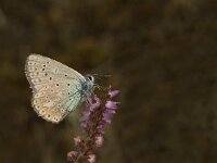 Polyommatus icarus 105, Icarusblauwtje, male, Saxifraga-Jan van der Straaten
