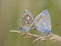 Polyommatus icarus 110, Icarusblauwtje, Saxifraga-Rik Kruit