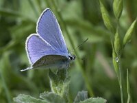 Polyommatus icarus 22, Icarusblauwtje, Vlinderstichting-Kars Veling
