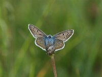 Polyommatus icarus 38, Icarusblauwtje, Vlinderstichting-Albert Vliegenthart