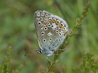 Polyommatus icarus 41, Icarusblauwtje, Saxifraga-Willem van Kruijsbergen