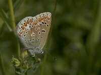 Polyommatus icarus 45, Icarusblauwtje, Vlinderstichting-Kars Veling