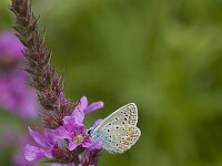 Polyommatus icarus 50, Icarusblauwtje, Vlinderstichting-Henk Bosma