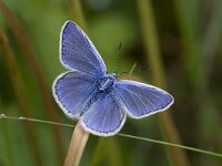 Polyommatus icarus 55, Icarusblauwtje, Vlinderstichting-Kars Veling