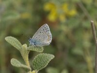 Polyommatus icarus 67, Icarusblauwtje, Saxifraga-Jan van der Straaten