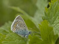 Polyommatus icarus 94, Icarusblauwtje, male, Saxifraga-Jan van der Straaten
