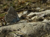Polyommatus icarus 98, Icarusblauwtje, Saxifraga-Marijke Verhagen