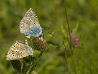 Polyommatus icarus 99, Icarusblauwtje, Saxifraga-Jan van der Straaten