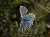 Polyommatus icarus, f celina 66, Icarusblauwtje, male, Saxifraga-Jan van der Straaten