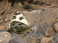 Pontia daplidice 2, Resedawitje, Vlinderstichting-Kars Veling