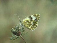 Pontia daplidice 3, Resedawitje, Vlinderstichting-Kars Veling
