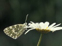Pontia daplidice 8, Resedawitje, Vlinderstichting-Henkjan Kieviet