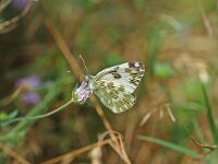 Pontia edusa 9, Oostelijk resedawitje, Vlinderstichting-Albert Vliegenthart