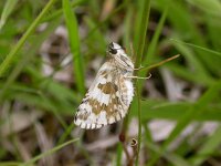 Pyrgus alveus 11, Groot spikkeldikkopje, Vlinderstichting-Jaap Bouwman
